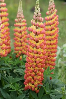 Lupinus gladiator